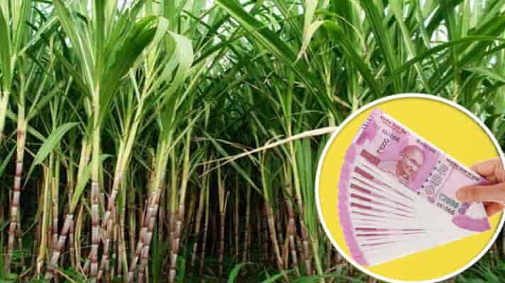 किसानों को गन्ना फसल की सुरक्षा के लिए दिया जायेगा 900 रुपए प्रति हेक्टेयर का अनुदान