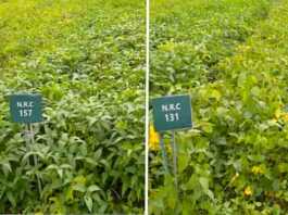 soybean new variety 2022