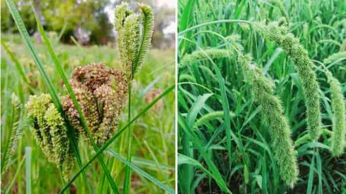 millet mission:Seed production of kodo-kutki and ragi millet crops