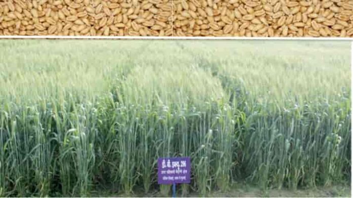 wheat variety dbw 296