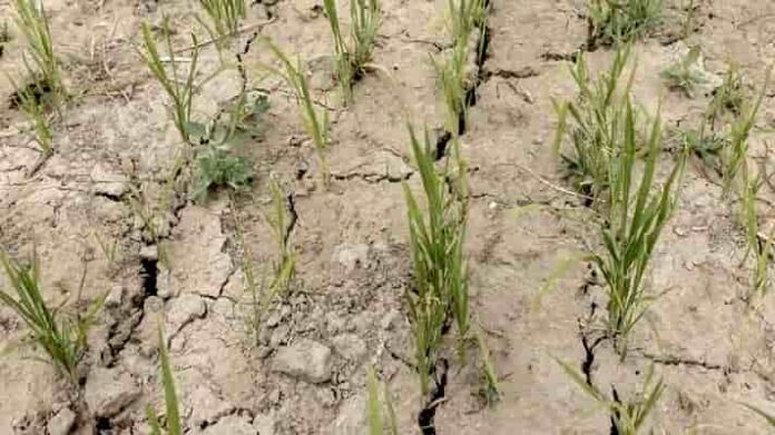 Pali tehsil declared drought hit
