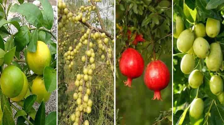 अनुदान पर सूक्ष्म सिंचाई आधारित फलों की खेती करने के लिए आवेदन करें
