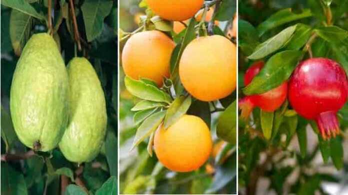 Registration to increase export of fruits