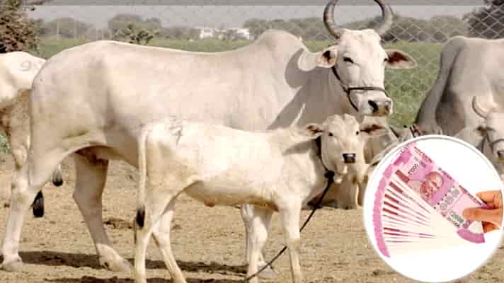 सरकार ने देशी गाय पालने वालों के लिए शुरू की नई पुरस्कार योजना, जीतने वाले को मिलेगा 2 लाख रुपए का ईनाम