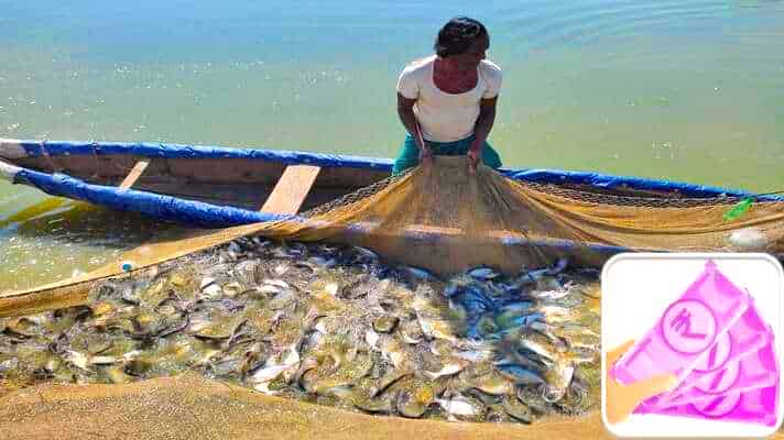 मछली पालन के लिए सरकार दे रही है 60 प्रतिशत तक की सब्सिडी, 28 फरवरी तक करें आवेदन 