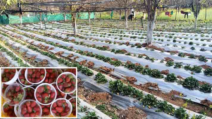 strawberry farming income