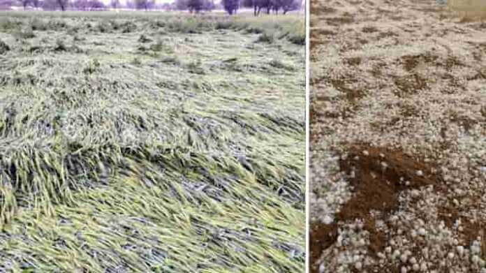 hailstorm crop damage