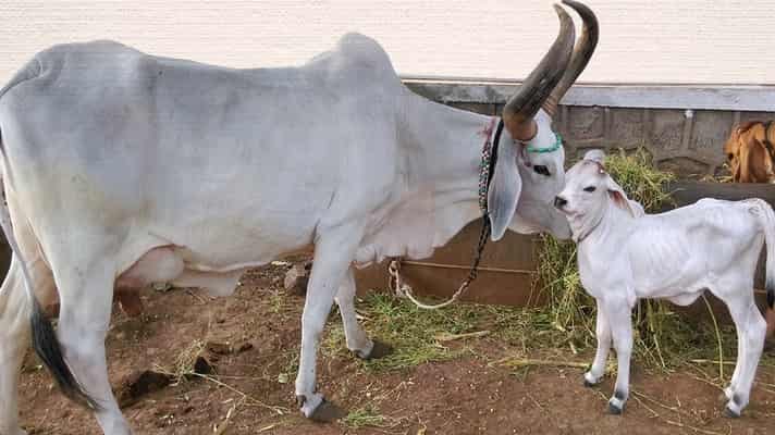 28 मई को आयोजित किया राज्य स्तरीय पुरस्कार वितरण समारोह, देसी नस्ल की गाय पालने वालों को मिलेगा 2 लाख रुपए का ईनाम