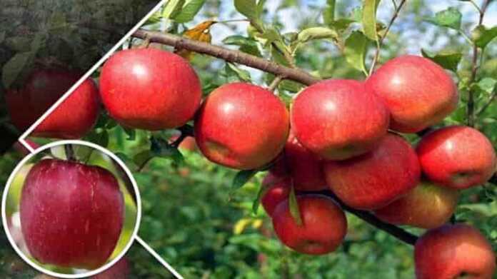 apple farming in hot weather