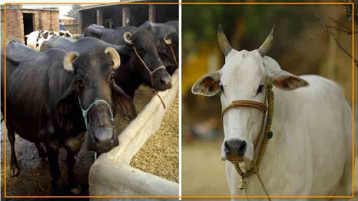 अब किसान बिना पैसों के करा सकेंगे गाय एवं भैंस का 40 हजार रुपए तक का बीमा