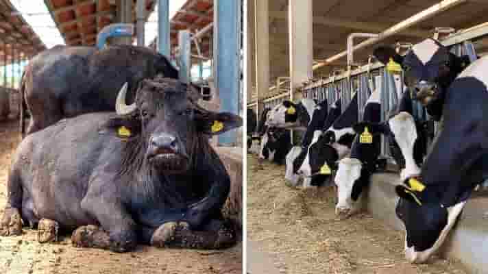 महंगाई राहत कैम्प: 51 लाख से अधिक किसानों ने कराया गाय एवं भैंस के बीमे के लिए पंजीयन