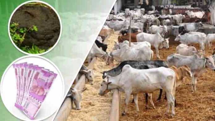 Tips to earn income from cow urine and dung