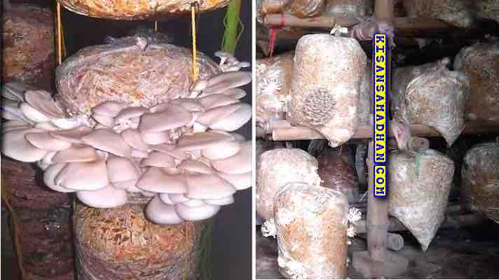 mushroom training panjiyan