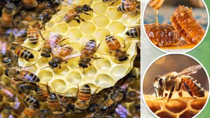 20 मई को विश्व मधुमक्खी दिवस का किया गया आयोजन, मधुमक्खी की किस्मों एवं पालन की तकनीकों का किया गया प्रदर्शन