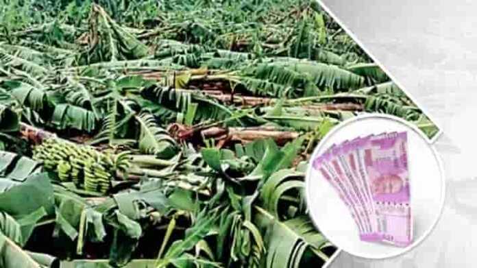 Compensation for loss of banana crop