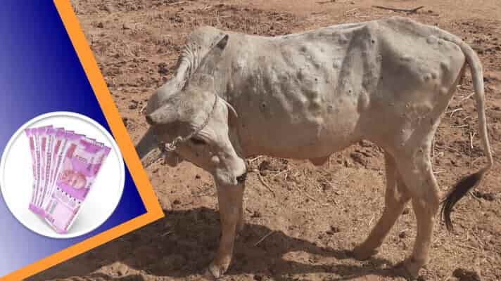 लम्पी रोग से प्रभावित पशुपालकों को 16 जून के दिन दिया जाएगा प्रति पशु 40 हजार रुपए का मुआवजा