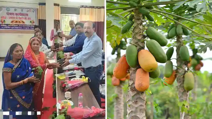 papaya variety farming anudan loan