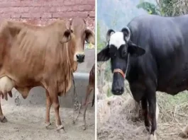 murra buffalo and sahiwal cow