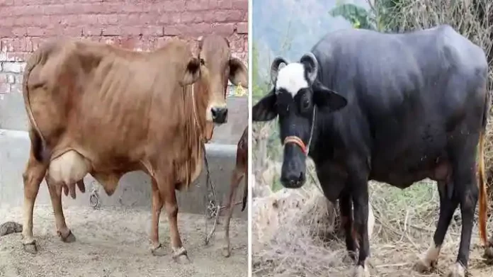 murra buffalo and sahiwal cow