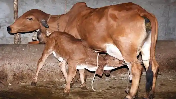 subsidy on cow dairy