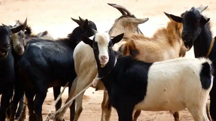 Goat Farm Subsidy Apply Online