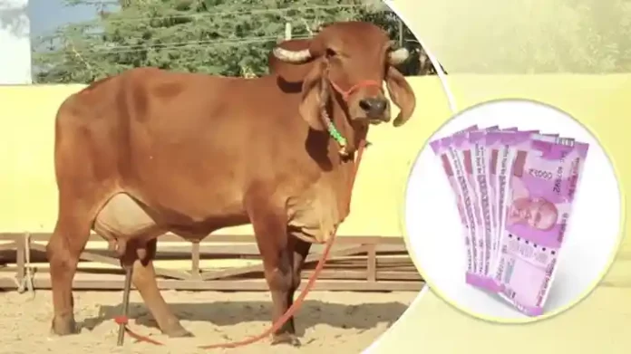 cow dairy farm anudan avedan up