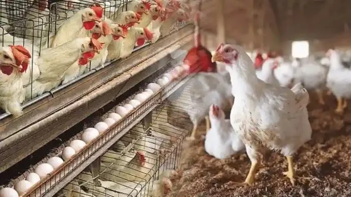 layer murgi poultry farm anudan avedan