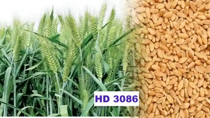 Wheat variety Pusa Gautami HD 3086