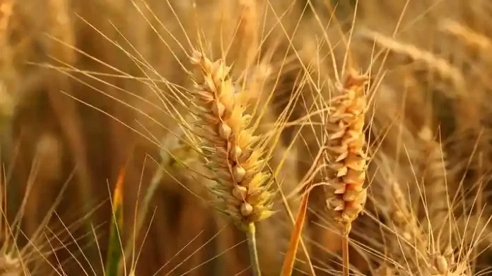 climate adapted varieties of wheat