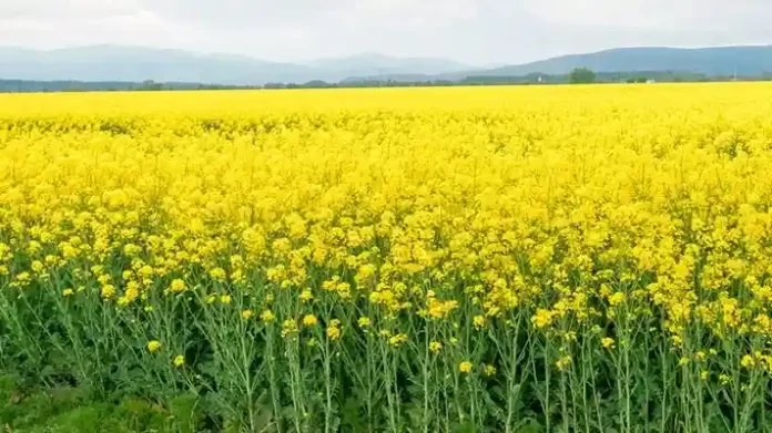 Advice for farmers cultivating mustard-mustard and rapeseed-lahi