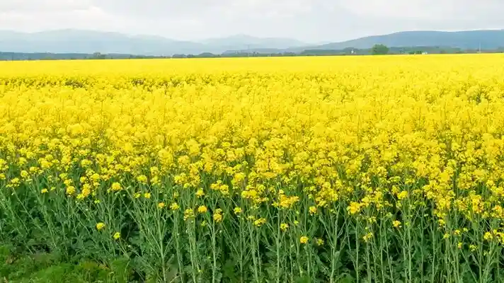 Advice for farmers cultivating mustard-mustard and rapeseed-lahi