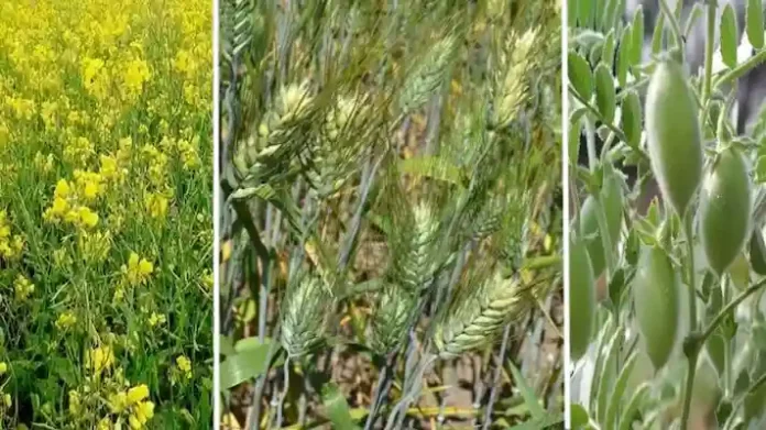 Advice for pigeon pea, wheat, gram and other Rabi crops