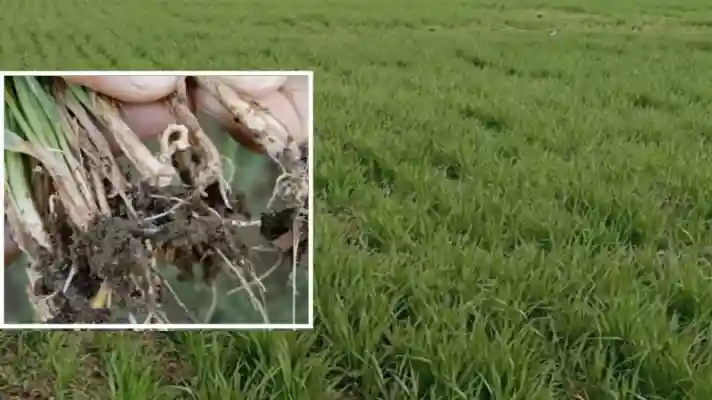 गेहूं की फसल में अभी लग सकता है जड़ माहू कीट, किसान इस तरह करें रोकथाम -  Kisan Samadhan