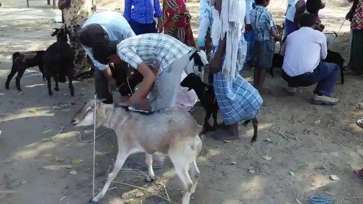 Goat and Sheep PPR Vaccination