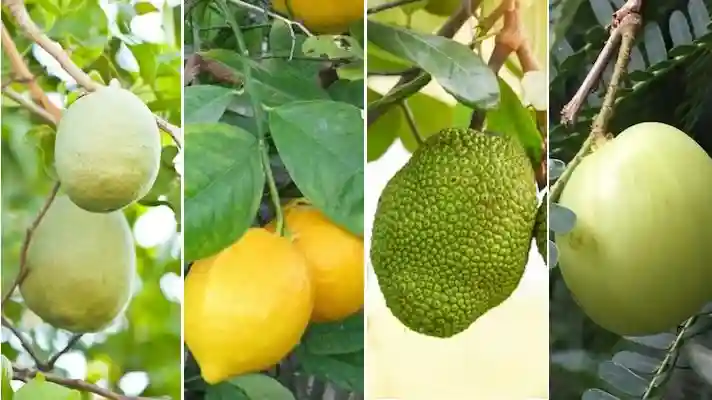 Subsidy for cultivation of Amla, Lemon, Bel and Jackfruit