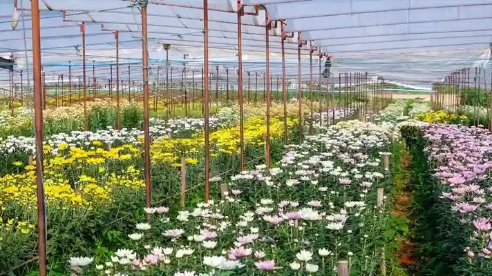 Subsidy on Flower Farming