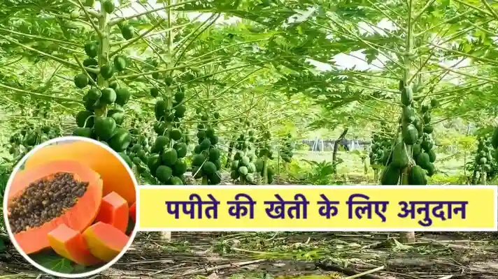 Subsidy On Papaya Farming, Apply Now