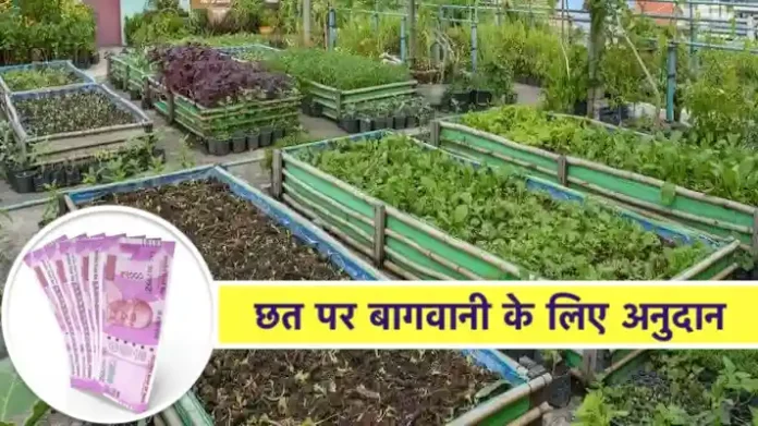 Subsidy on Rooftop Gardening Bihar