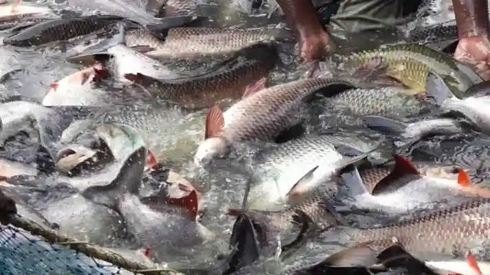 subsidy on fish farming