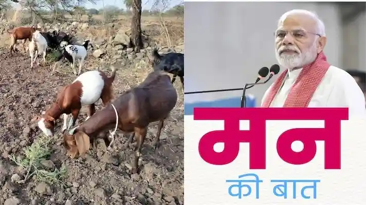 प्रधानमंत्री मोदी ने मन की बात में बकरी पालन को लेकर कही यह बड़ी बात
