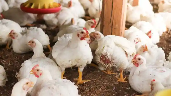 Subsidy on Broiler Poultry Farm