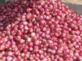 Onion Export News Today