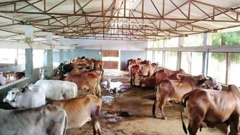 गर्मी में पशुओं को लू से बचाने के लिए करें यह काम, नहीं आएगी दूध उत्पादन में कमी