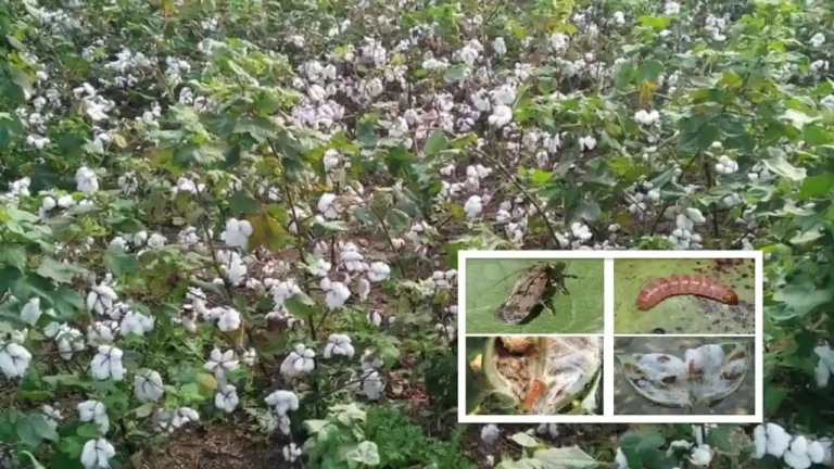 कपास की फसल को किसान इस तरह बचायें गुलाबी सुंडी से, कृषि विभाग ने जारी की सलाह