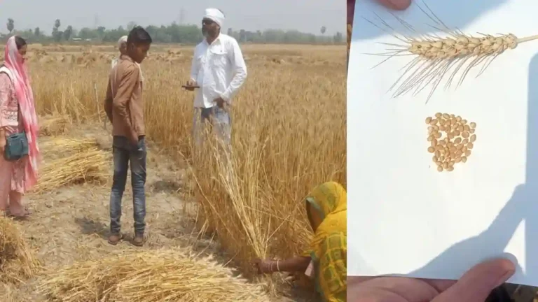 बाजार में 100 रुपये किलो तक बिक रही है गेहूं की यह किस्म, सरकार खेती के लिए दे रही है प्रोत्साहन