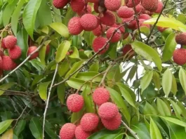 litchi fruite bhandaran mashin
