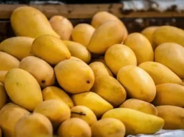 mango variety in mp