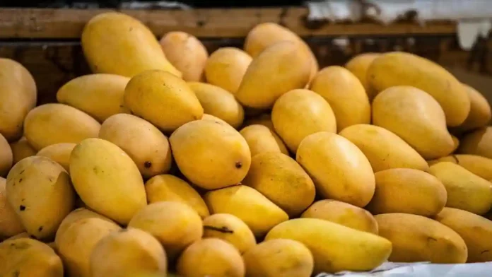 mango variety in mp