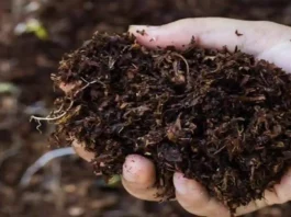 organic manure compost