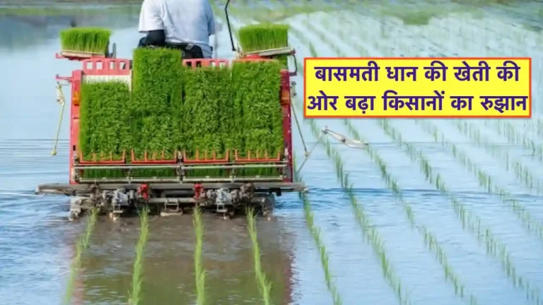 Basmati Dhan ki Kheti